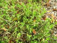 Renouee des oiseaux - Polygonum aviculare (fam. Polygonacees) (Photo F. Mrugala)